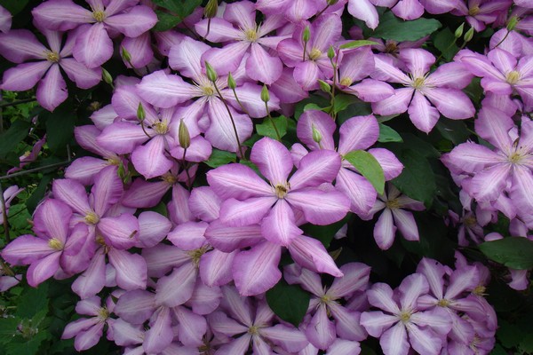 varieties of clematis