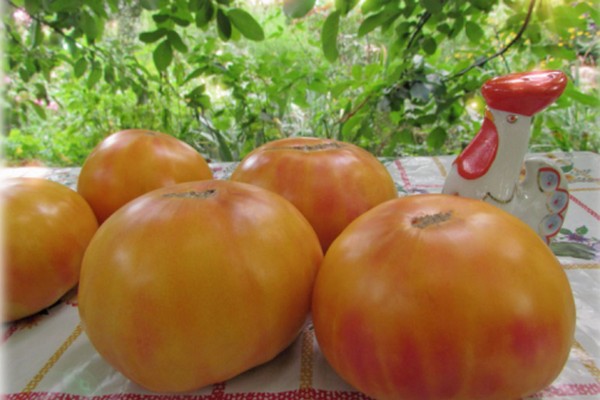 yellow tomatoes + for the winter