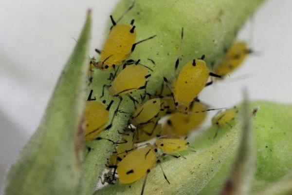 spider mite + on apple tree