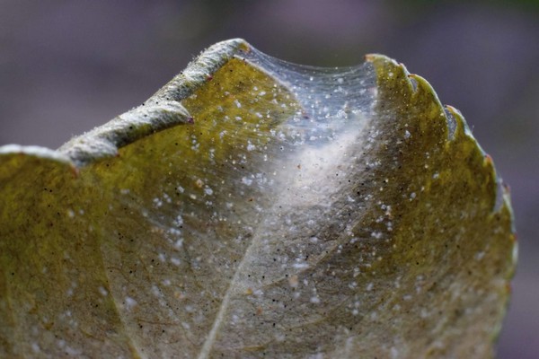 spider mite + fight on the apple tree