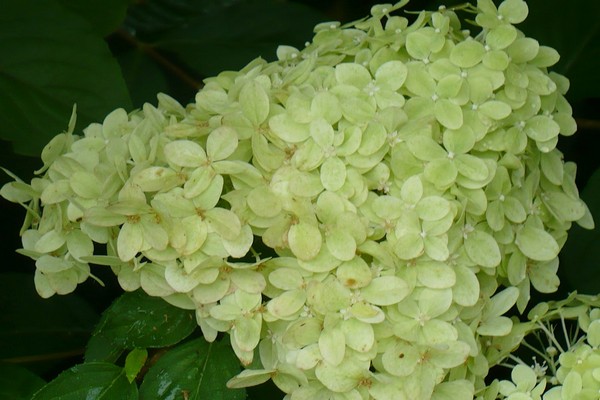 planting hydrangea + in the Urals