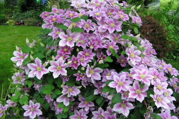 clematis piilu photo + and description