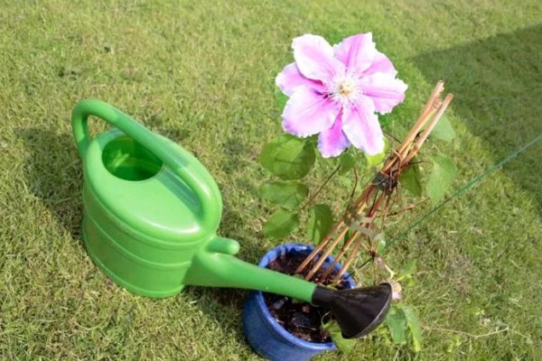 growing clematis + in the garden