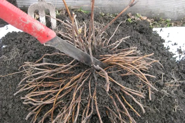 clematis piilu pruning