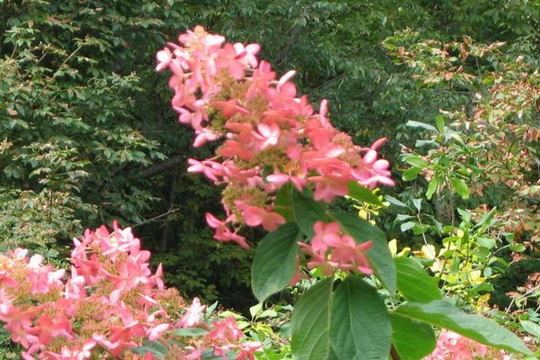 the best varieties of hydrangeas