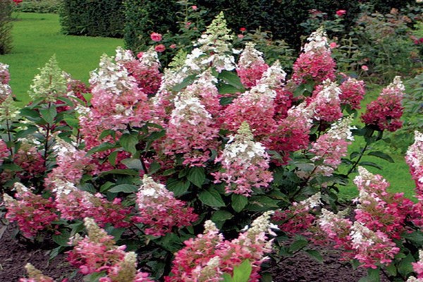 the best varieties of hydrangeas