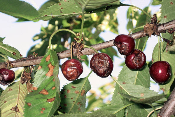 Why does cherries dry