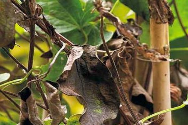 clématite feuilles inférieures sèches