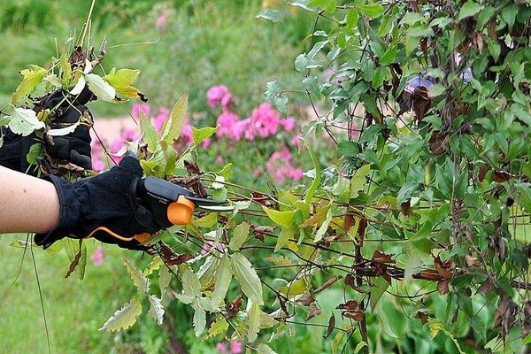 dahon ng clematis