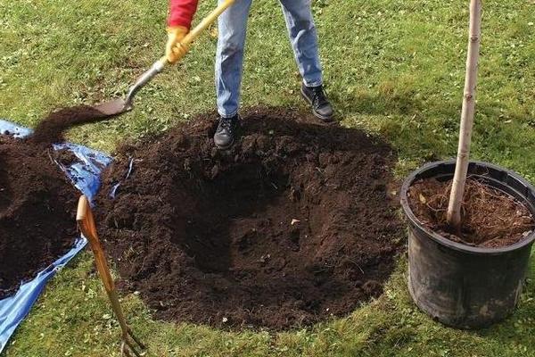 Erde für den Apfelbaum