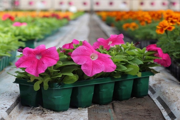 Feeding petunias