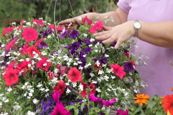 petunia feed for flowering