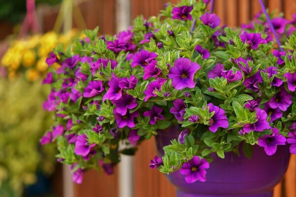 feeding petunias in summer