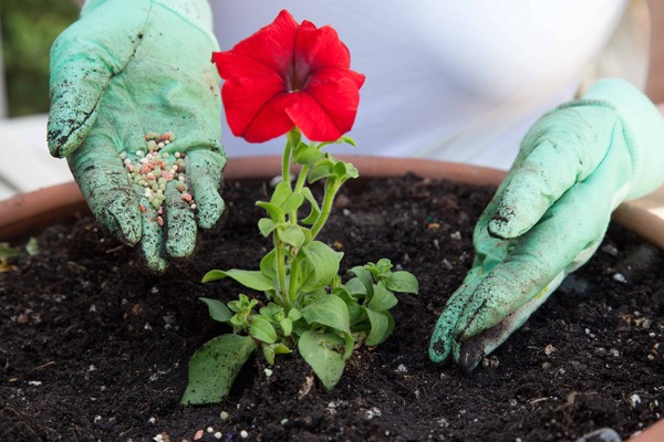 petunia feed for lush flowering