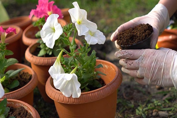 feeding petunias