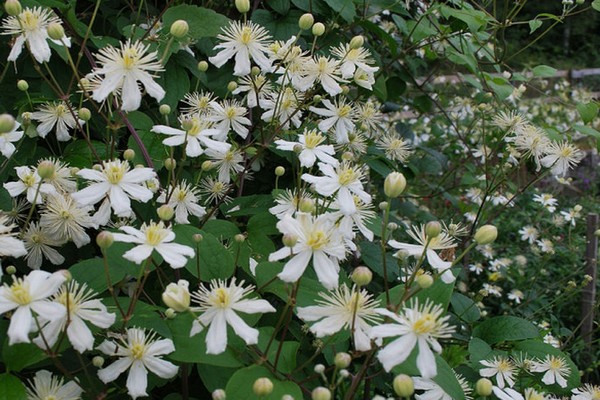 fotografija vrste clematis