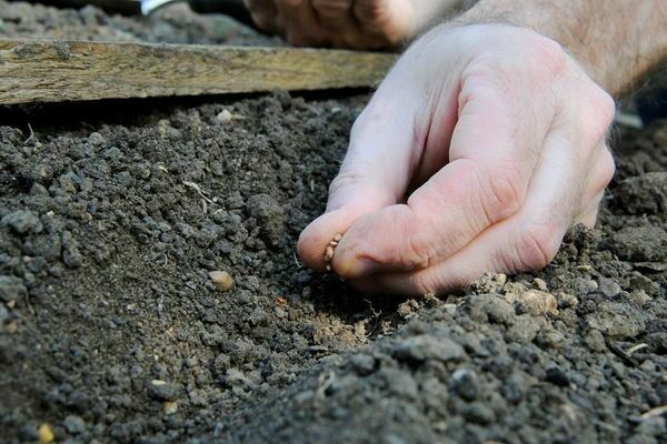 Planting radishes