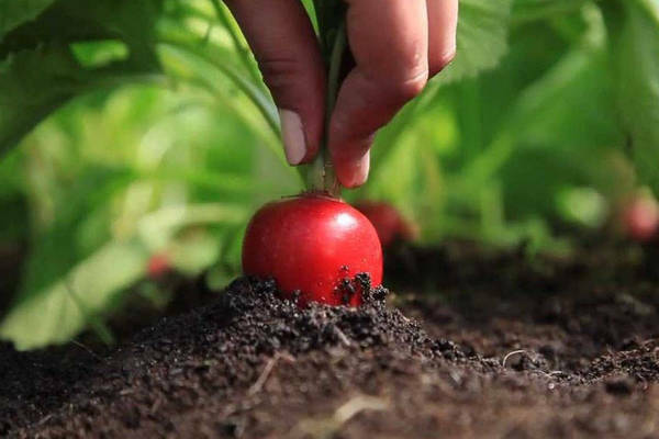 planting radish seeds