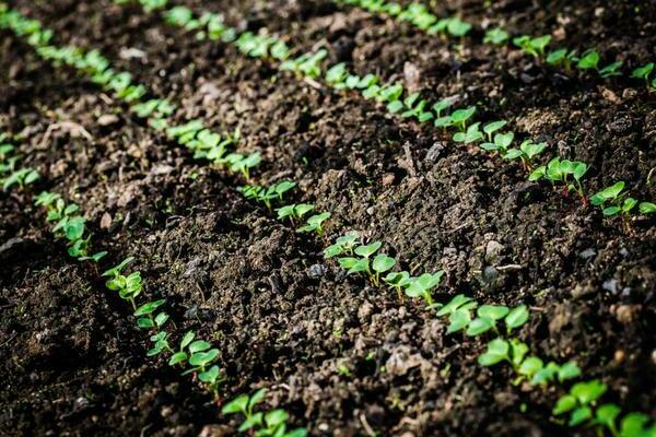 planting radish seeds