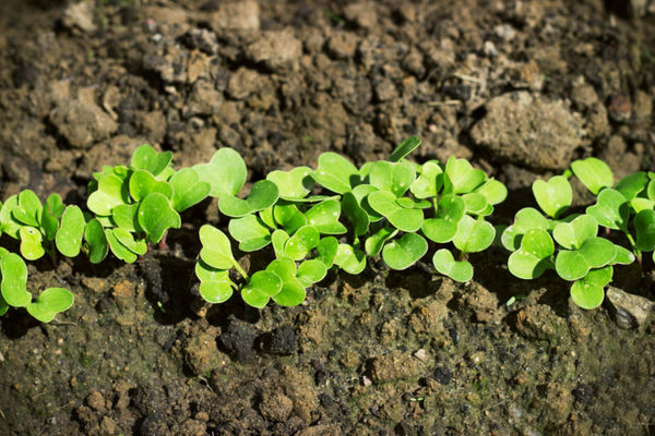 planting dates for radish