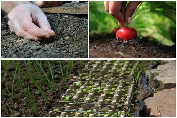 radish planting care