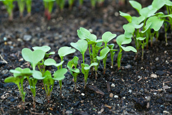 planting radish varieties