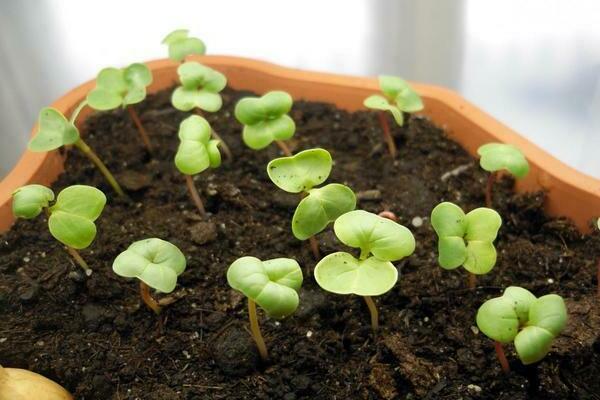 planting radish in cells