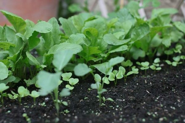 planting radish