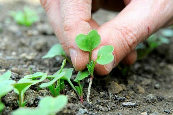 planting radishes in open ground