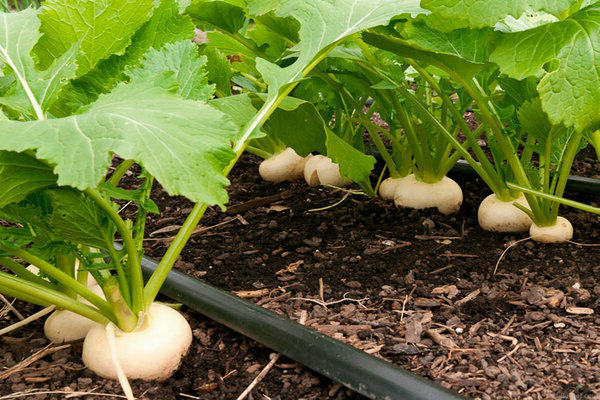 turnip planting and care