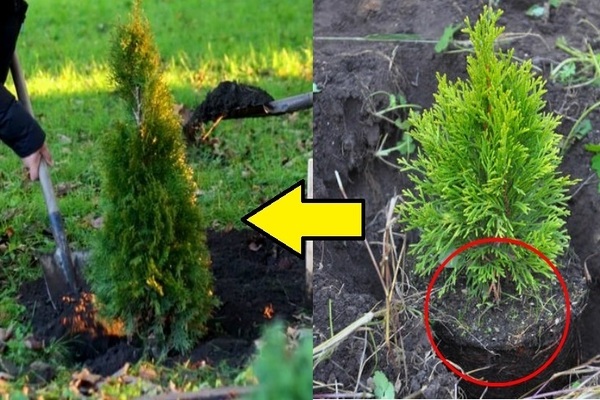 Planting thuja