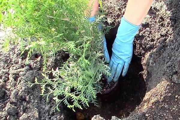 Planting thuja