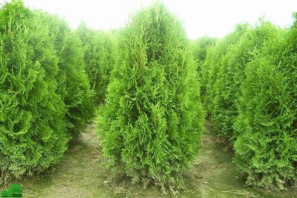 Thuja: sadnja i njega