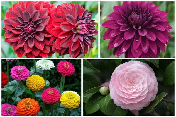 variétés de dahlias