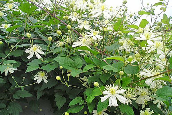 clematis varieties + with photo