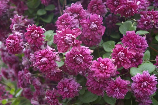 varieties of clematis for siberia