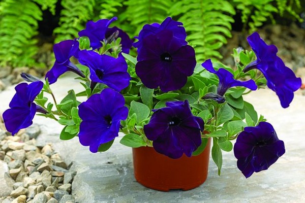 petunias sagana