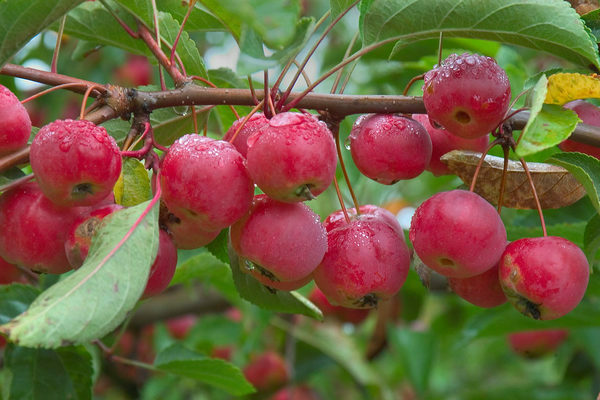 Ranetka apple tree