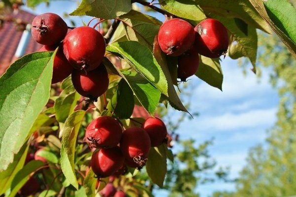 ranetka apple tree photo