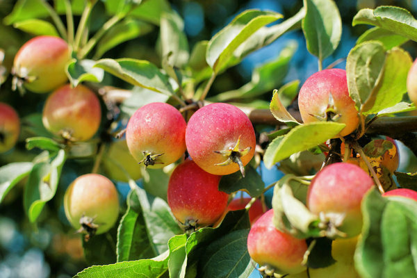 ranetka apple tree