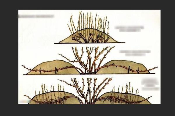 Gooseberry propagation by layering