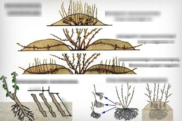 Gooseberry propagation