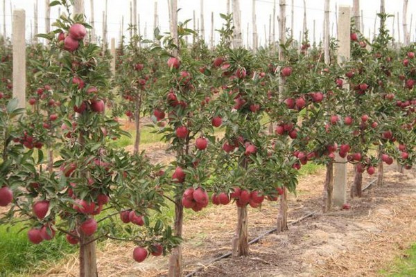 Äpfel roter Häuptling