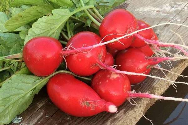 Radish Cherryet