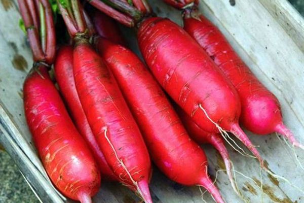  Radish pulang higante