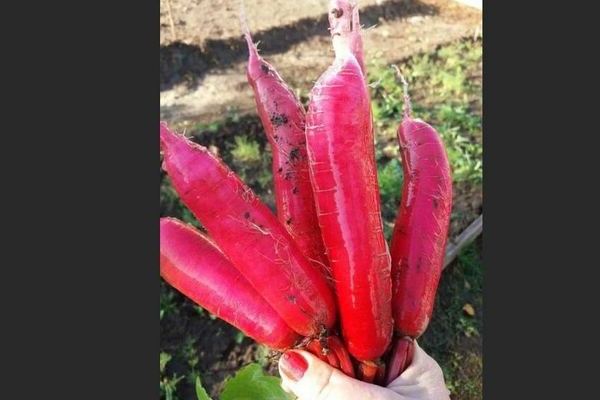  Radish pulang higante