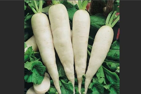 Chinese radish