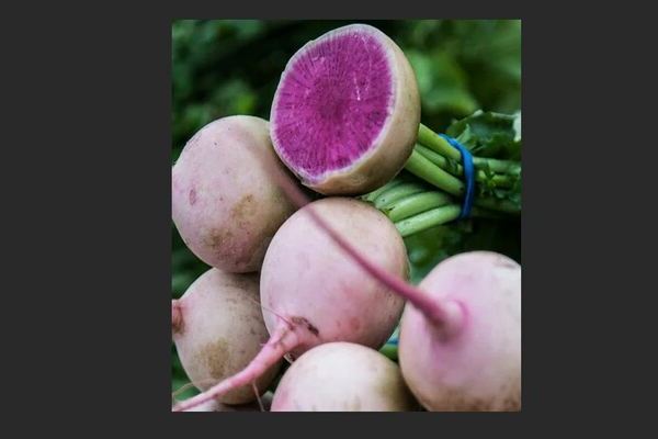 Chinese radish