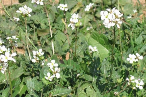 oil radish seeds