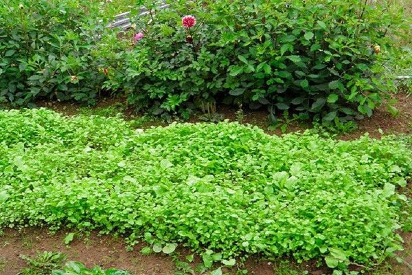 oil radish + as green manure